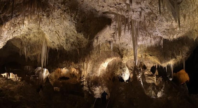 Kihaltnak hitt állat jött szembe a tudósokkal, volt nagy meglepetés