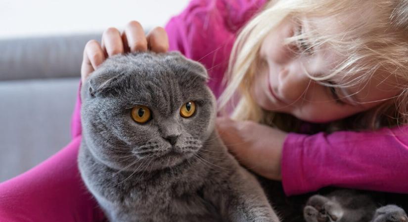 A tudósok szerint a macskák segíthetnek áttörést hozni a rákgyógyításban