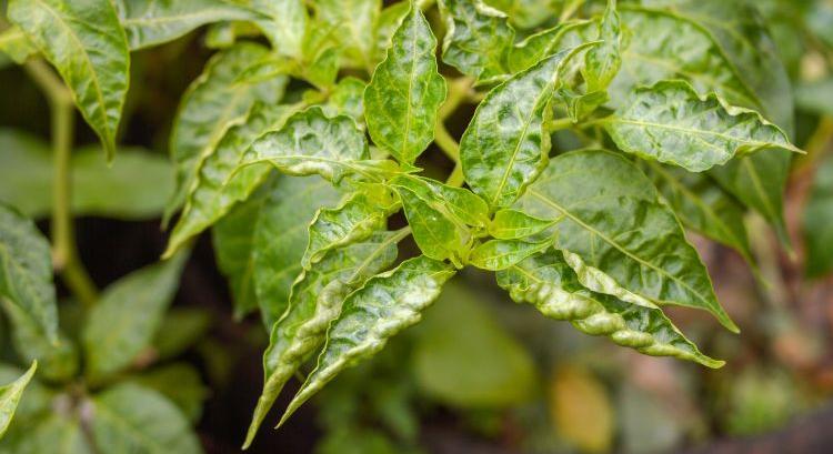 Paprikatripsz Olaszországban, extrém árak Spanyolországban