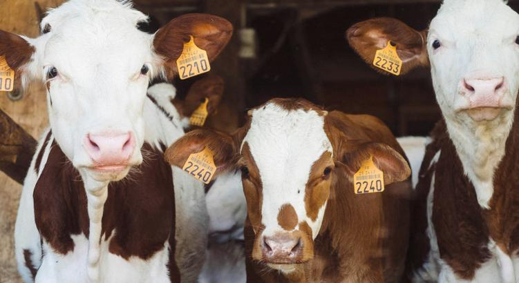 Csendben növekvő kibocsátás: a klímaváltozás és a húsipar hallgatása