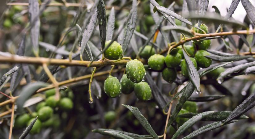 Luxusnövény hódít a magyar kertekben: egyre többen kezdik termeszteni