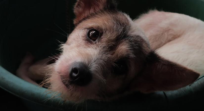 Így árulja el a kutya viselkedése, ha korábban bántották – a nehéz múlt nyomai