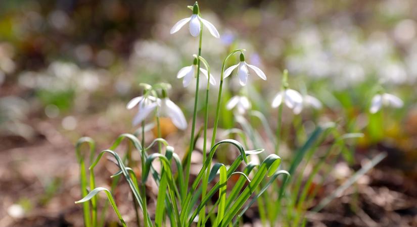 Mától hivatalosan is itt a tavasz, csillagászati értelemben is!
