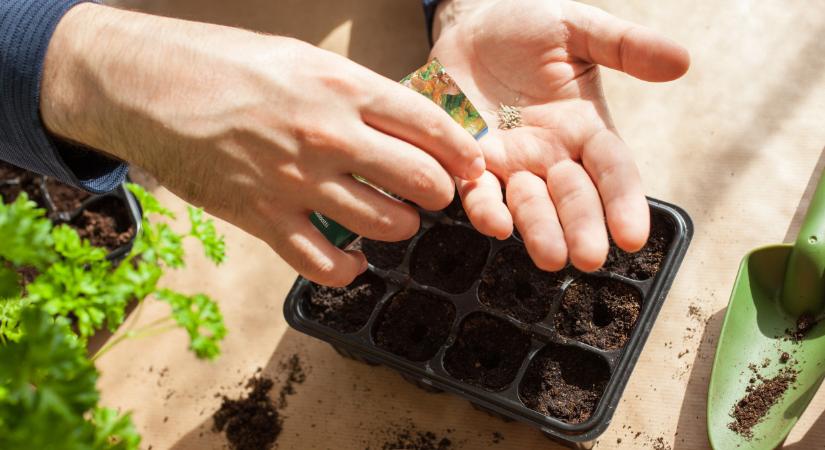 Rémálom vár a hobbikertészekre a 2026-os konyhakert-szezonban: egyetlen év alatt duplájára nőtt a vetőmagok ára