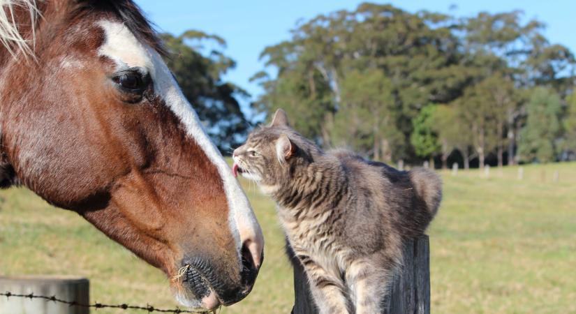 Hihetetlen barátság a farmon: cicák és lovak együtt! (videó)