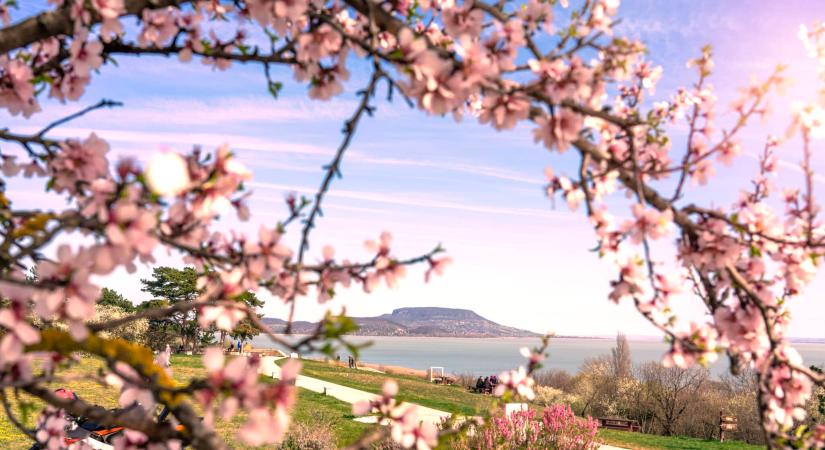 Tavaszi csoda a Balatonnál – ha káprázatos látványra vágysz, ideális hétvégi program lehet
