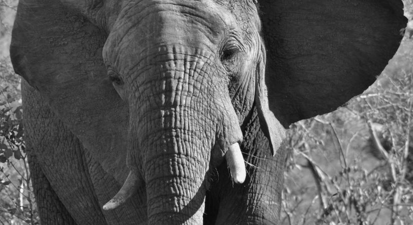 Halálos szafari: Két nőt taposott halálra egy elefánt Zambiában