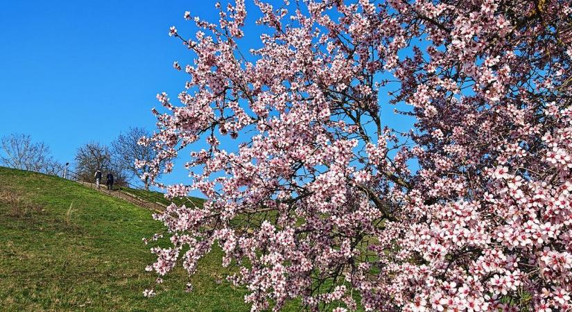 Mesébe illő látvány a Duna-parton – Csodás fotókon a mandulafa virágzása