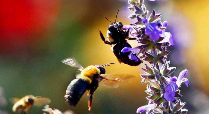 Gyenge fagy és 17 fokos meleg is vár ránk hétvégén