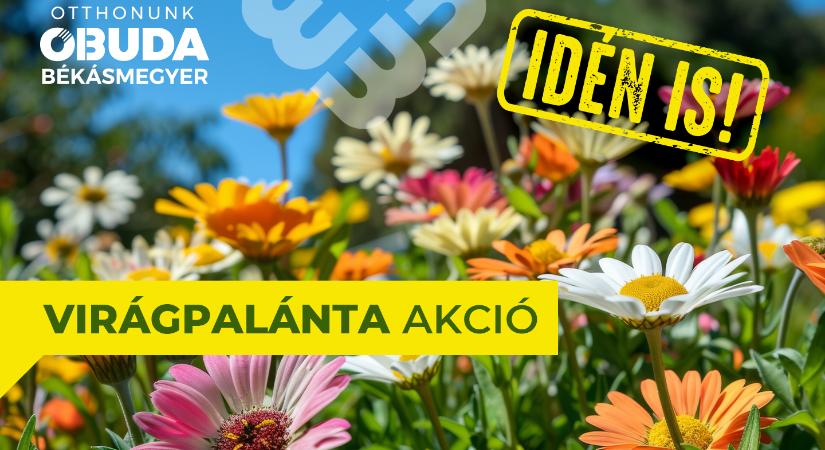 Idén is meghirdetjük virágpalánta akciónkat – A regisztráció március 23-án indul