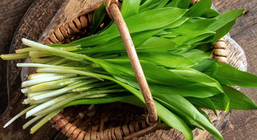 Medvehagyma, csírák és friss zöldek