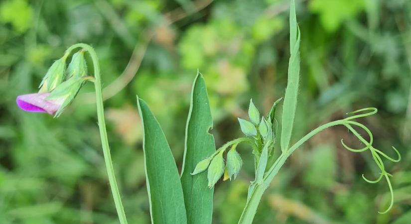 Borzas lednek, a veszélyes szükségtáplálék