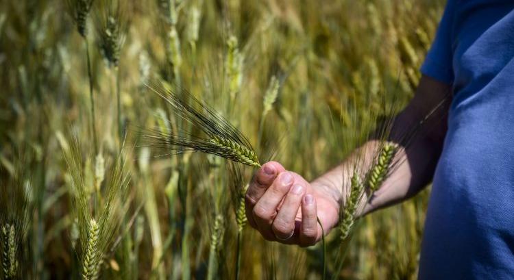 Régi gabonák jöhetnek újra divatba