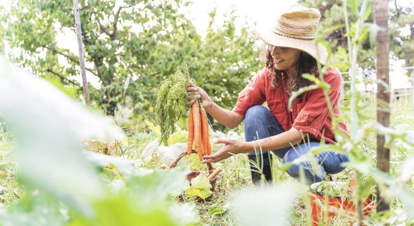Ezt ültesd most a kertbe, ha nyáron bőséges termést szeretnél – márciusban még nem késő