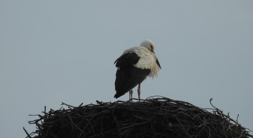 Megérkeztek a felnémeti gólyák