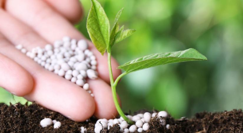 Műtrágya-rulett: aki elrontja most az időzítést, az egész éves profitját elégetheti