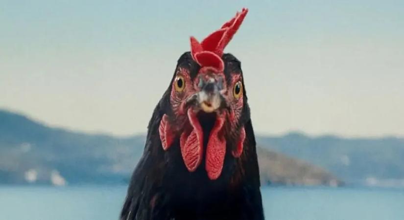 Premier előtt érkezik Debrecenbe a Tyúk – videóval