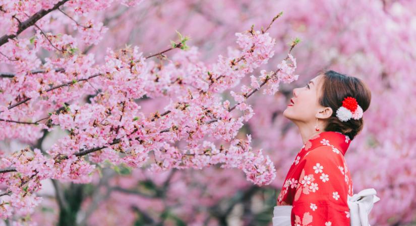 Berobbant a cseresznyefavirágzás Japánban – mutatjuk, itthon hol gyönyörködhetsz benne