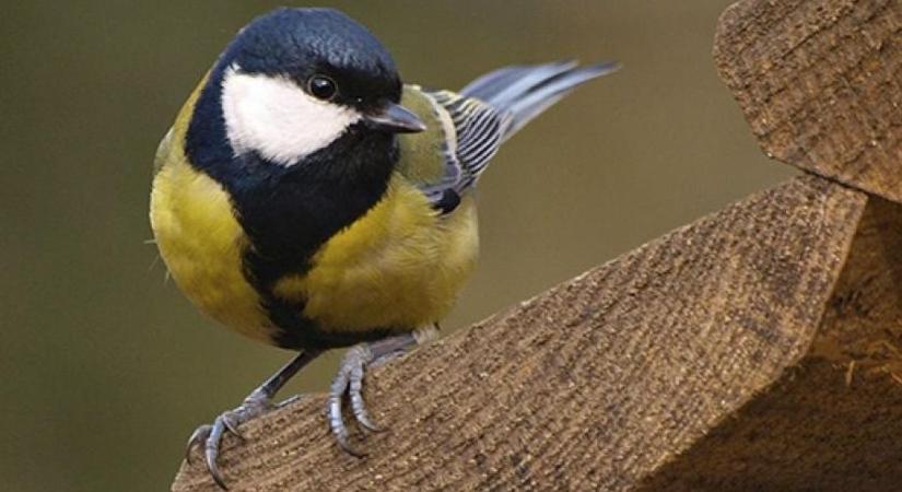 Eddig segítség volt, most már veszély: ezért kell abbahagyni a madáretetést tavasszal