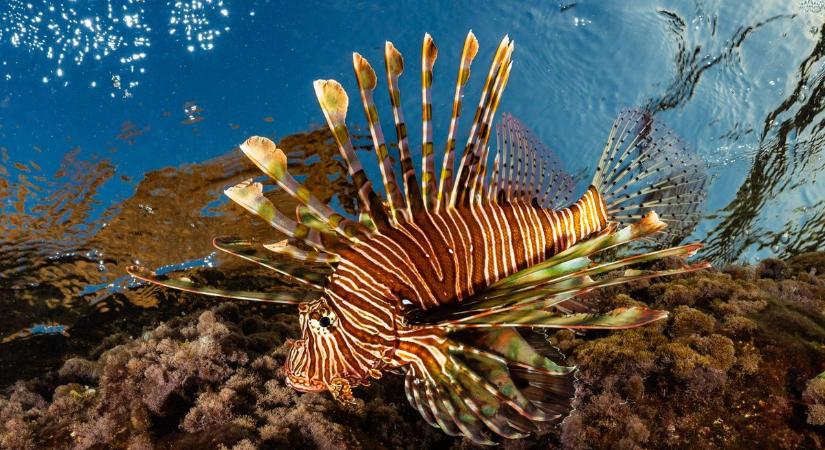 Trendi fine dining lett a tűzhal, a poloska meg maradt a büdös valóság