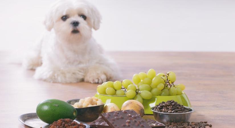 Ehet ilyet a kutya vagy sem? Meglepő ételek, amelyek veszélyesebbek, mint hinnéd