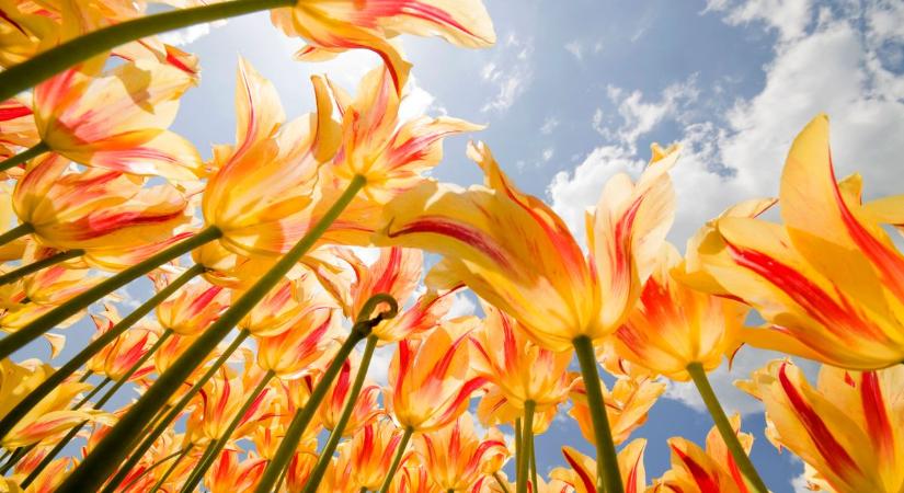 Ma átfordul minden: a nap-éj egyenlőség végleg elindítja a tavaszt – de milyen hatással lesz ránk?