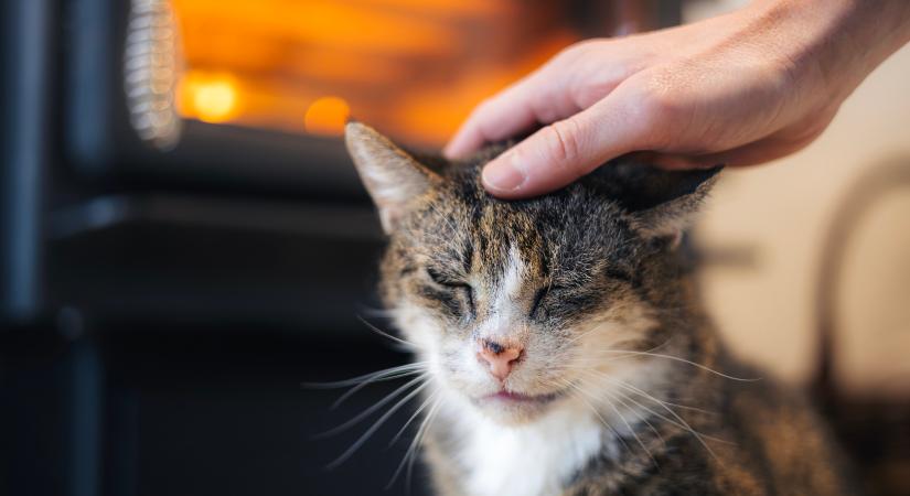 Idősödő macskádnál ilyen viselkedésproblémákra számíthatsz