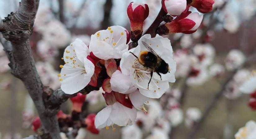 Növényvédelmi előrejelzés: Berobbant a lisztharmat a búzában, virágzó kajsziban már fenyeget a monília