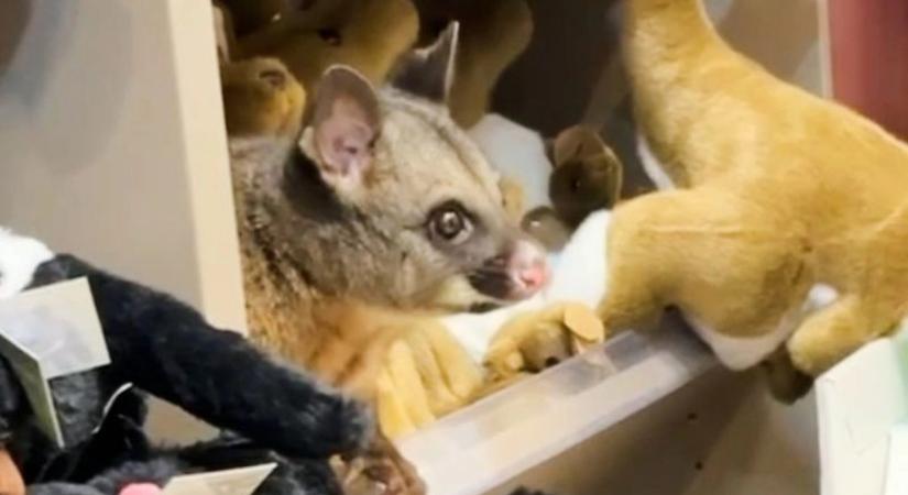 Erszényes állat fészkelte be magát egy reptéri üzletbe