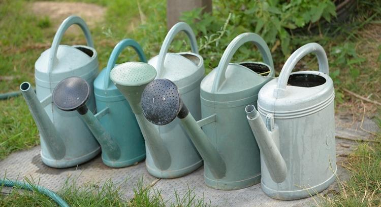 Meglepő, mennyi víz kell valójában a növényeknek