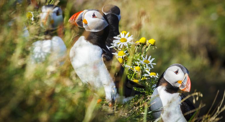 Összeomlás szélén az európai madárkolóniák – tragikus pusztítást végzett a viharszezon