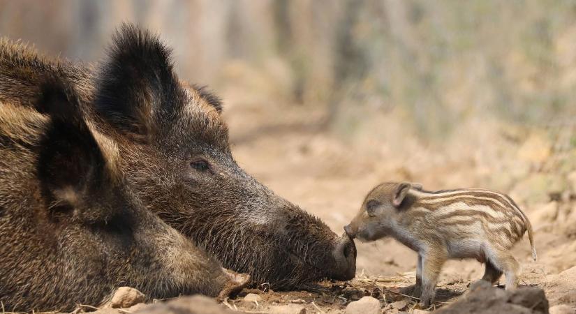 Figyelmeztet az erdőgazdálkodó: malacoznak a vaddisznók