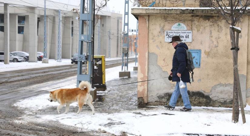 Pamacs és az akarat