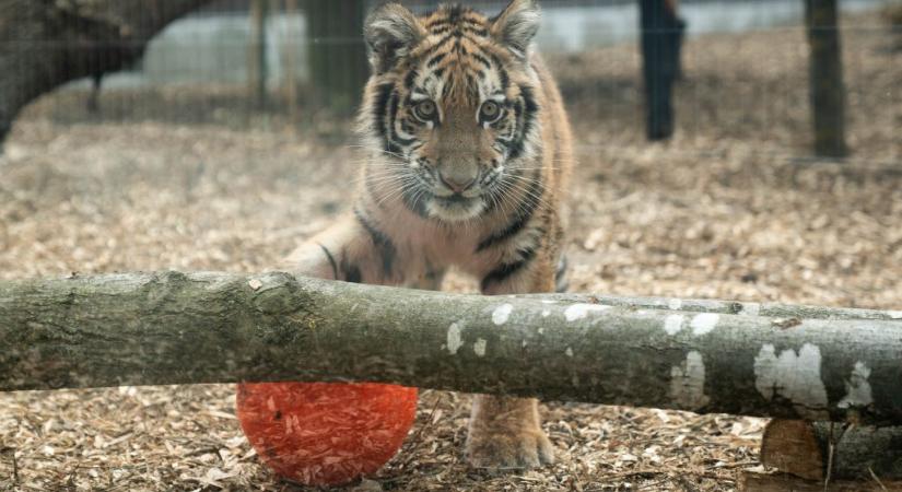 Látott már boldog kistigrist? Végre otthonra lelt Pablo, akire szörnyű körülmények közt találtak rá Tiszafüreden – galéria