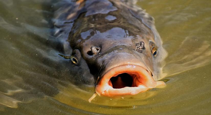Óriás akadt horogra a Balatonnál