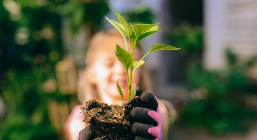 Ezért pusztul el sok palánta már az elején – Így mentheted meg őket