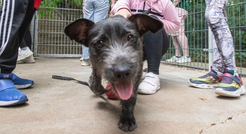 Adománygyűjtés: a Pécs környéki állatmenhelyeknek segítenek