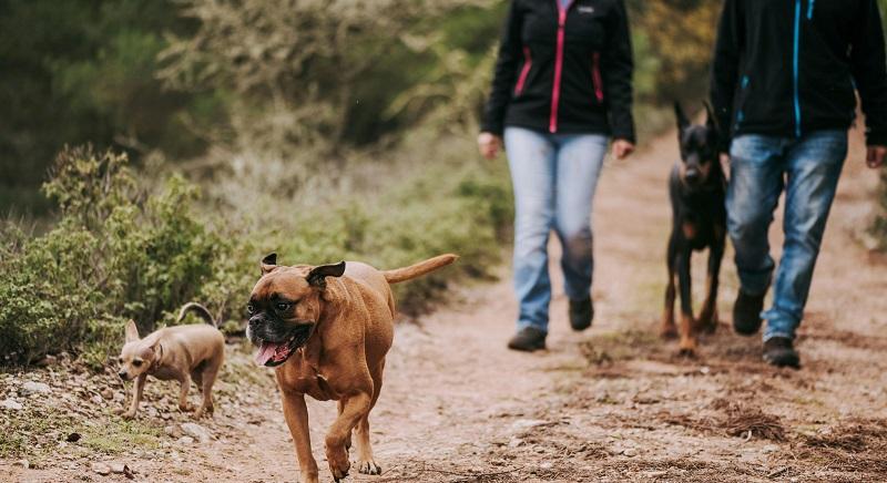 Így kirándulj biztonságosan négylábú barátoddal! 5 hasznos tipp a gondtalan tavaszi túrákhoz