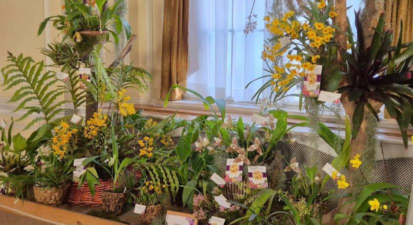 Orchidea és Bromélia Kiállítás nyílt Budapesten: büszkék lehetünk a zalai kiállítóra (galéria)