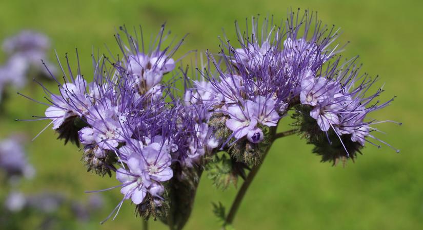 Egy növény, amit a kertészek titokban használnak