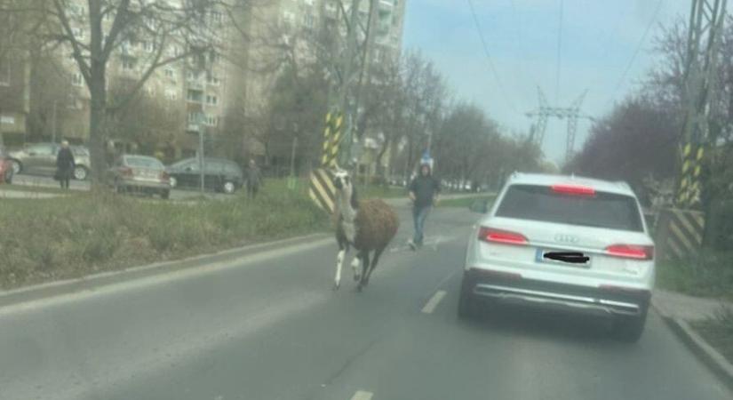 Elszabadult egy láma Budapesten, a Havanna-lakótelepen próbálták befogni