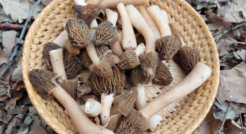 Indul a gombaszezon – Túrák, ezúttal Győr és Mosonmagyaróvár környékén