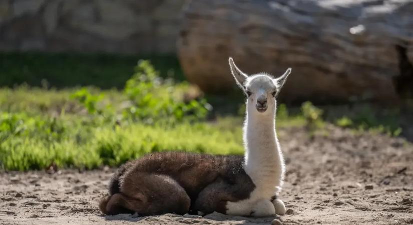 Kóbor lámával fogócskáztak egy budapesti lakótelepen
