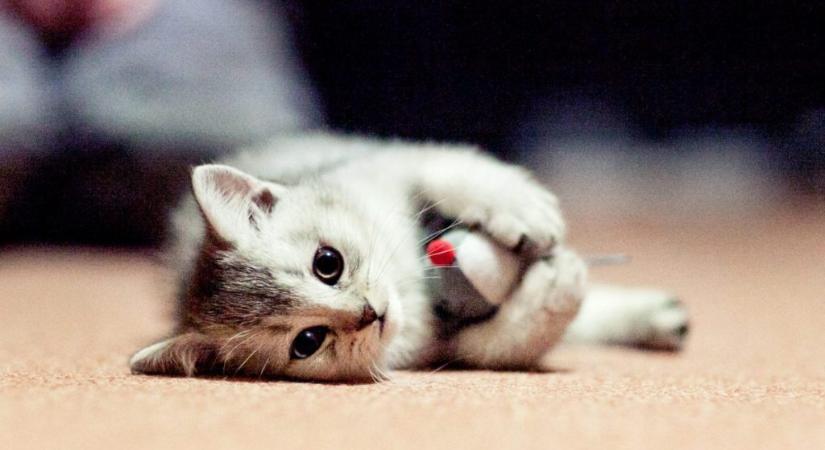 Így játssz a macskáddal, hogy neki is jó legyen