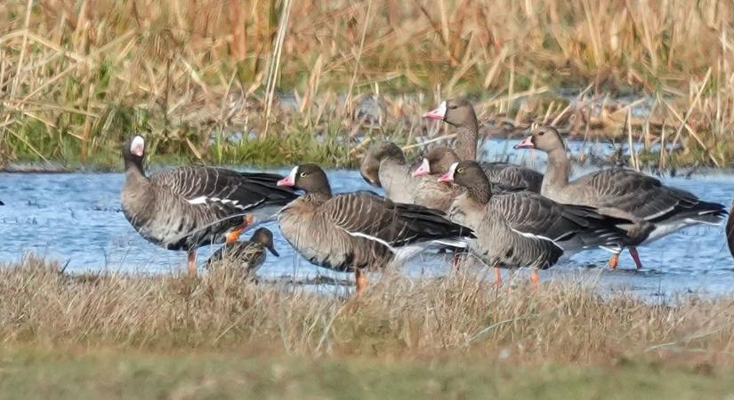 Jeladókkal figyelik a Kondás-tó titokzatos látogatóit a Hortobágyon