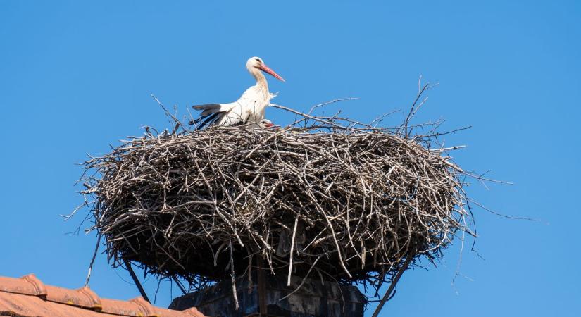 Gólyafészek a kéményen: ezt tilos megtenni, mégis sokan próbálkoznak