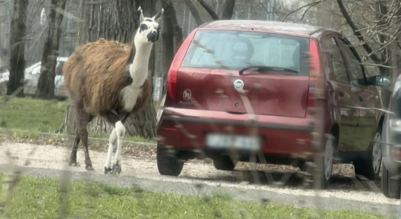 Elszabadult egy láma a budapesti Havanna-lakótelepen