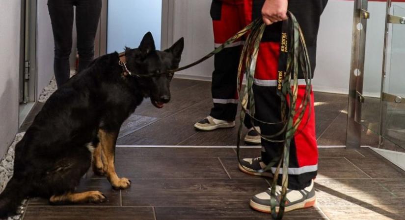 A bemutató után kapták a hívást, egész éjjel kerestek egy kisfiút a túri mentőkutyások – videóval