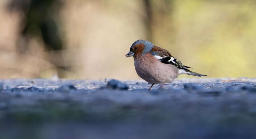 Felhúzta a tavaszi redőnyt a természet: így fürdőznek a napsütésben az erdei állatok