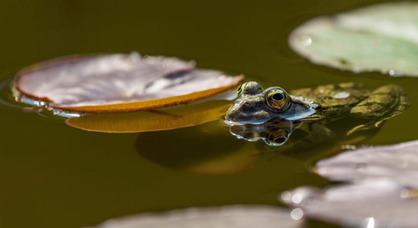 „Az esélyt teremtő víz” – a víz az egyenlőség és a fenntartható agrárium alapja